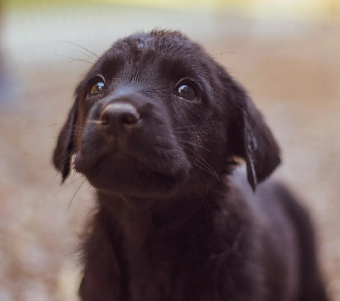 Pandemic Puppies