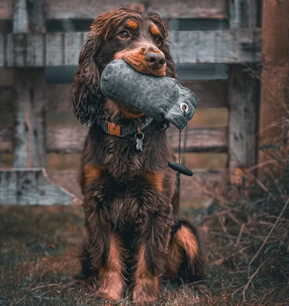 Next Level Dog Training | Trusted Professional Dog Trainers