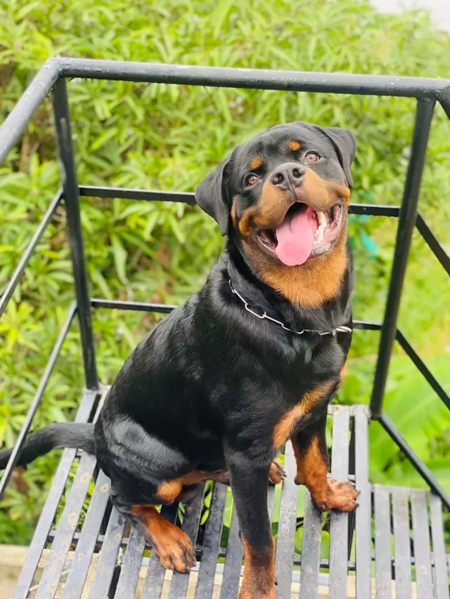 Rottweiler