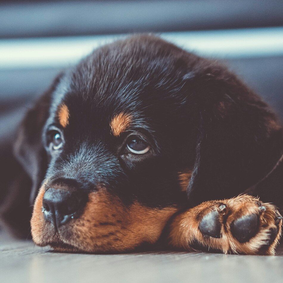 Rottweiler Puppy