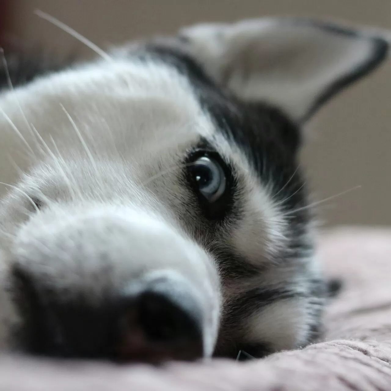 Siberian Husky