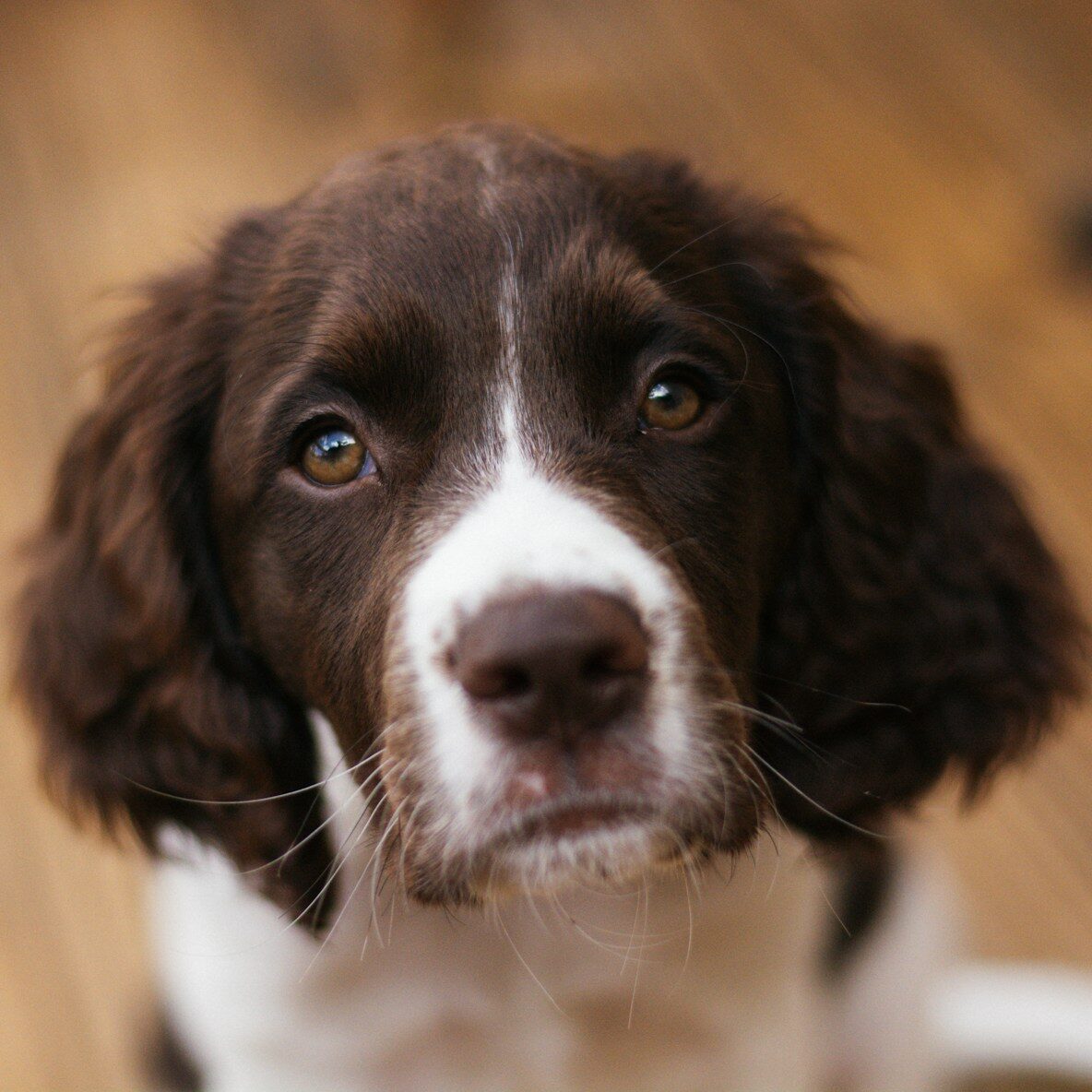 Springer Spaniel Training Next Level Dog Training