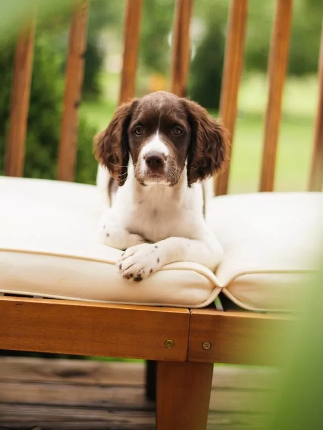 Springer Spaniel