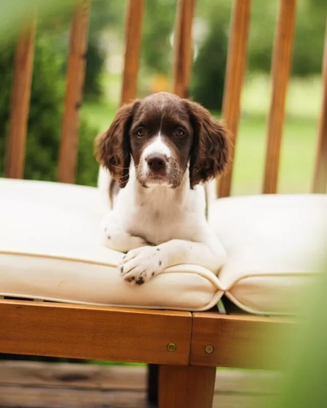 Springer Spaniel