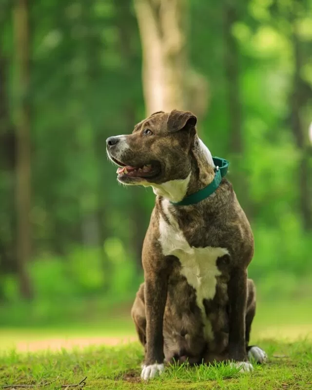 Staffie