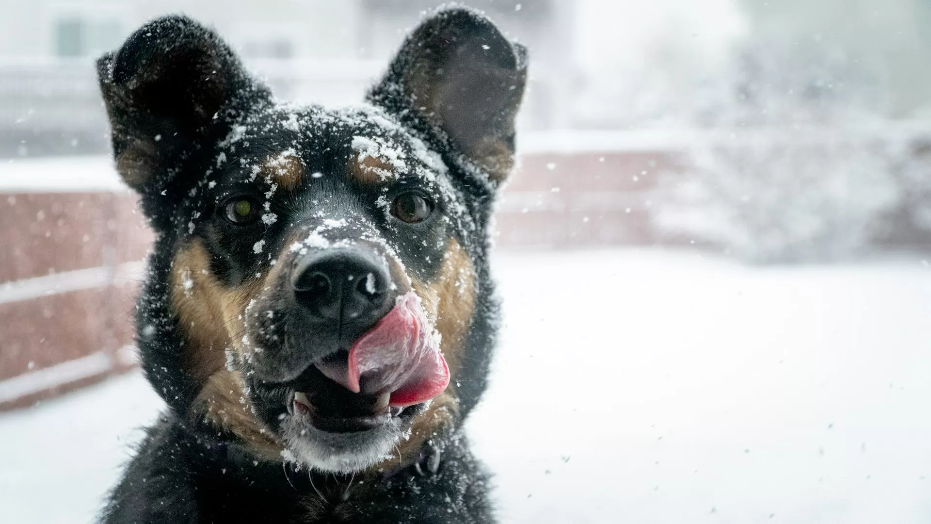 Can Dogs Walk in Snow