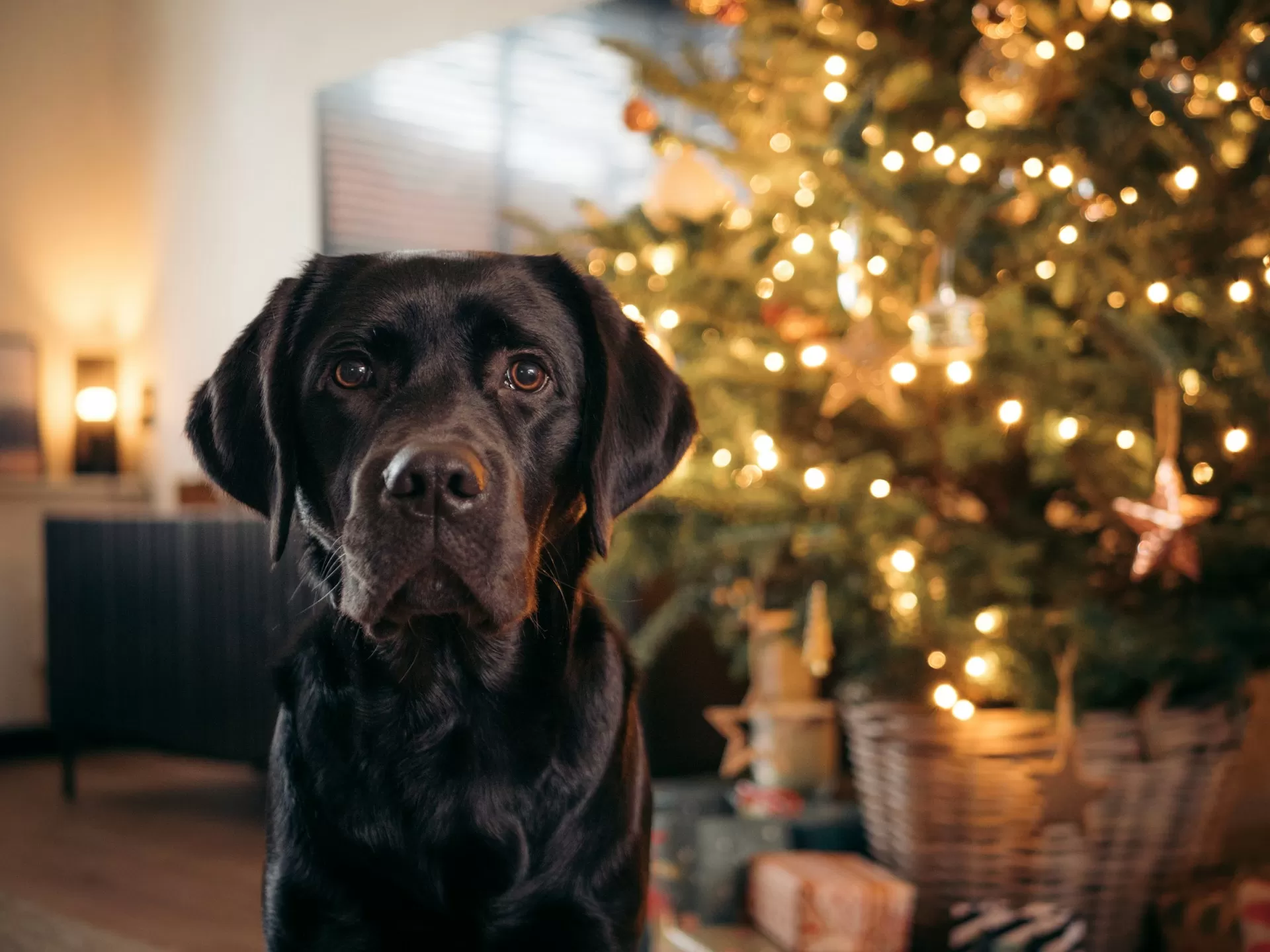 Christmas Dog Safety