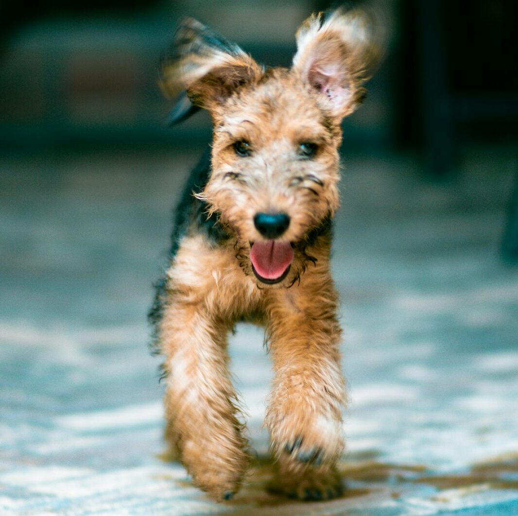 Airedale Terrier Trainers