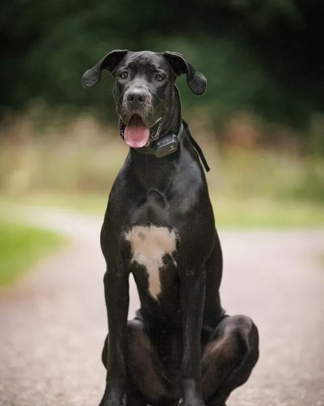 Great Dane