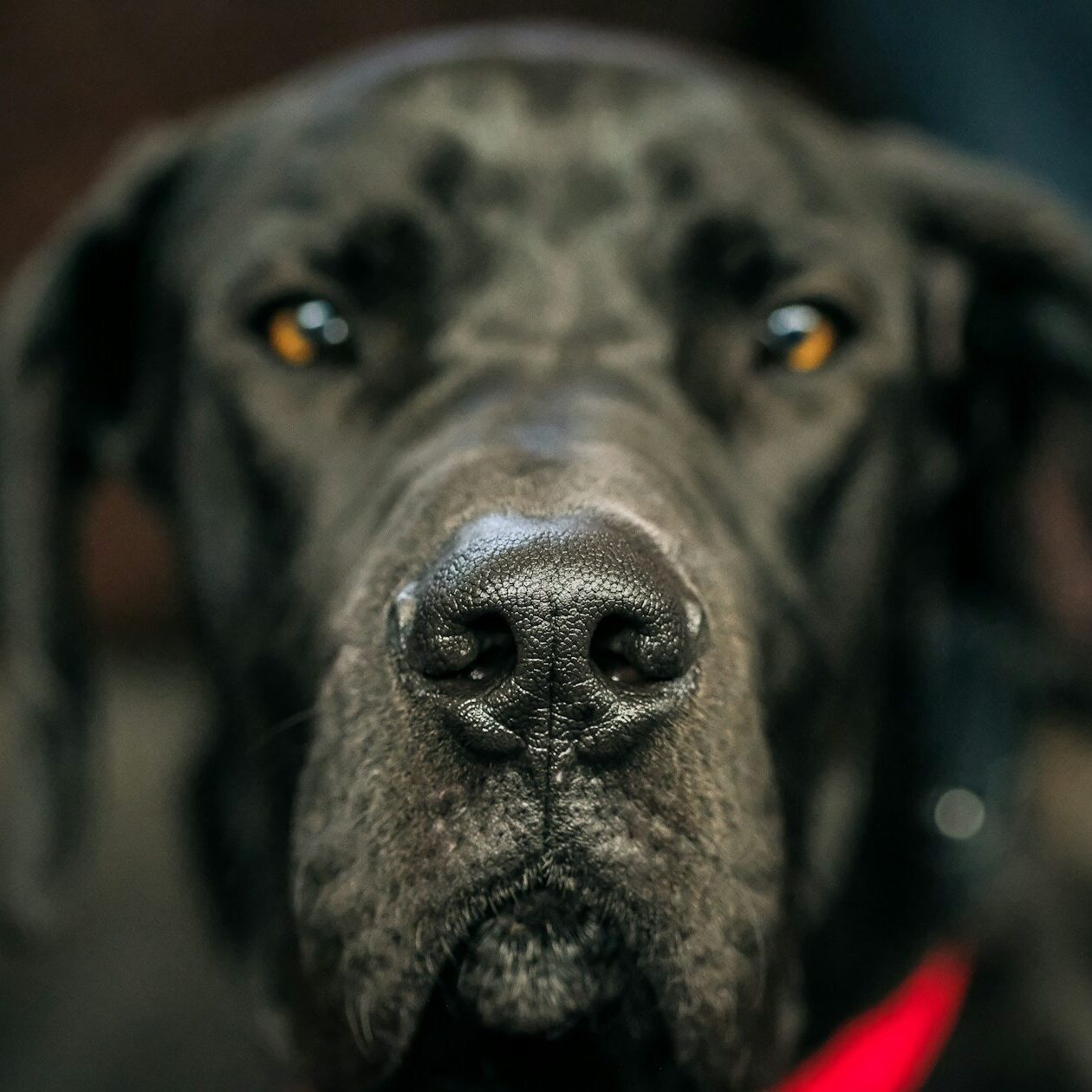 Great Dane Training