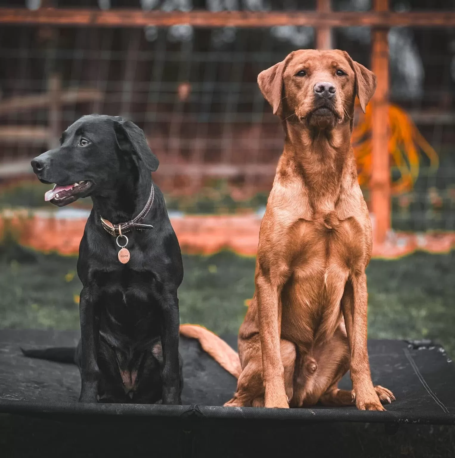 Residential Dog Training Mansfield