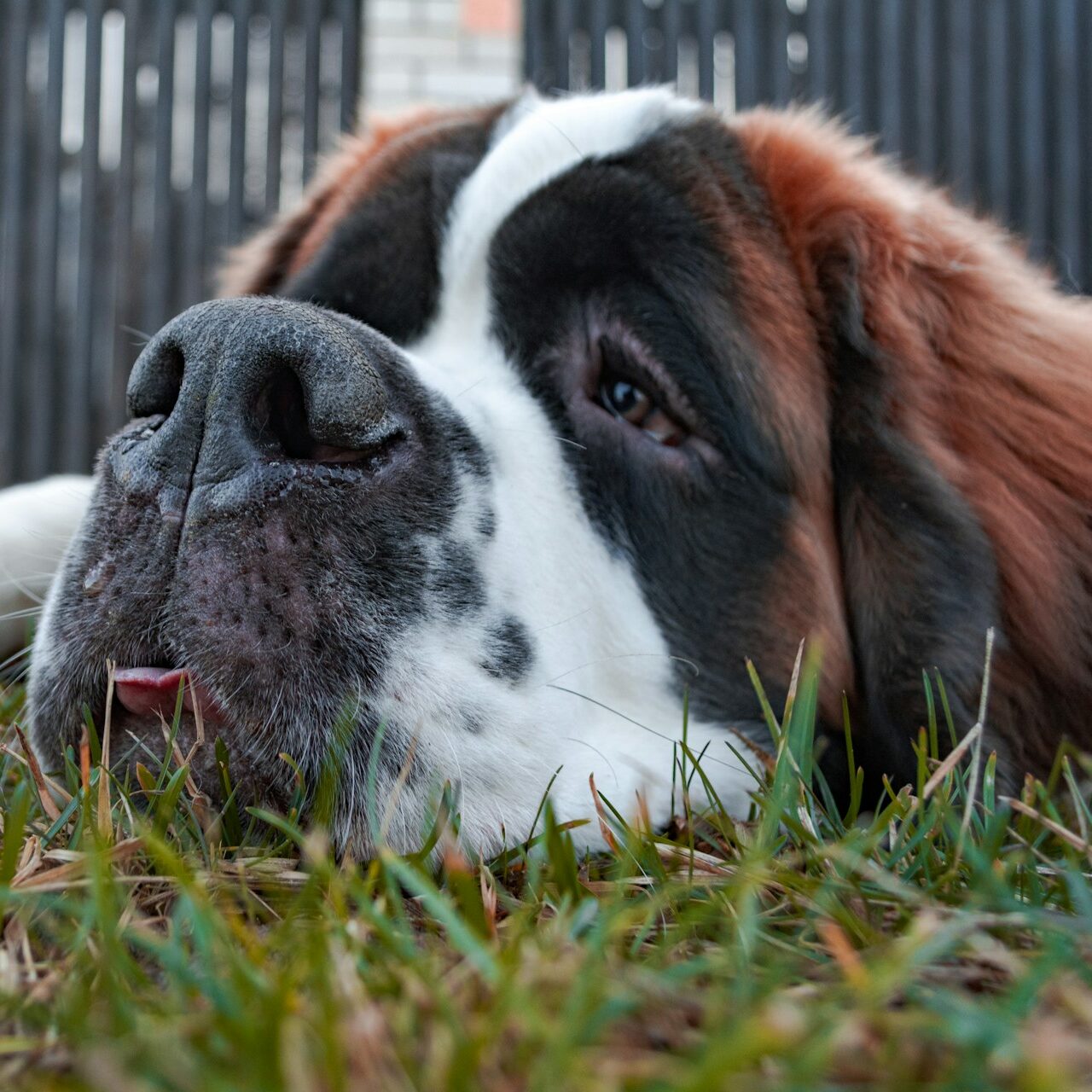 Saint Bernard Trainers