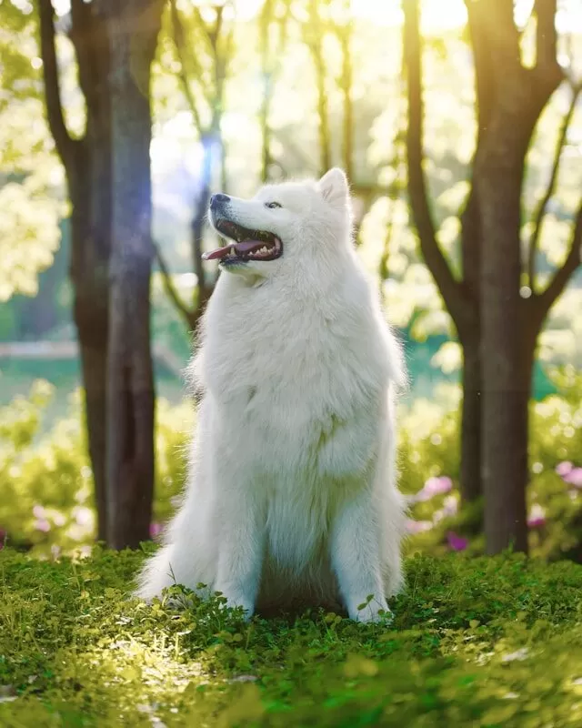 Samoyed Training