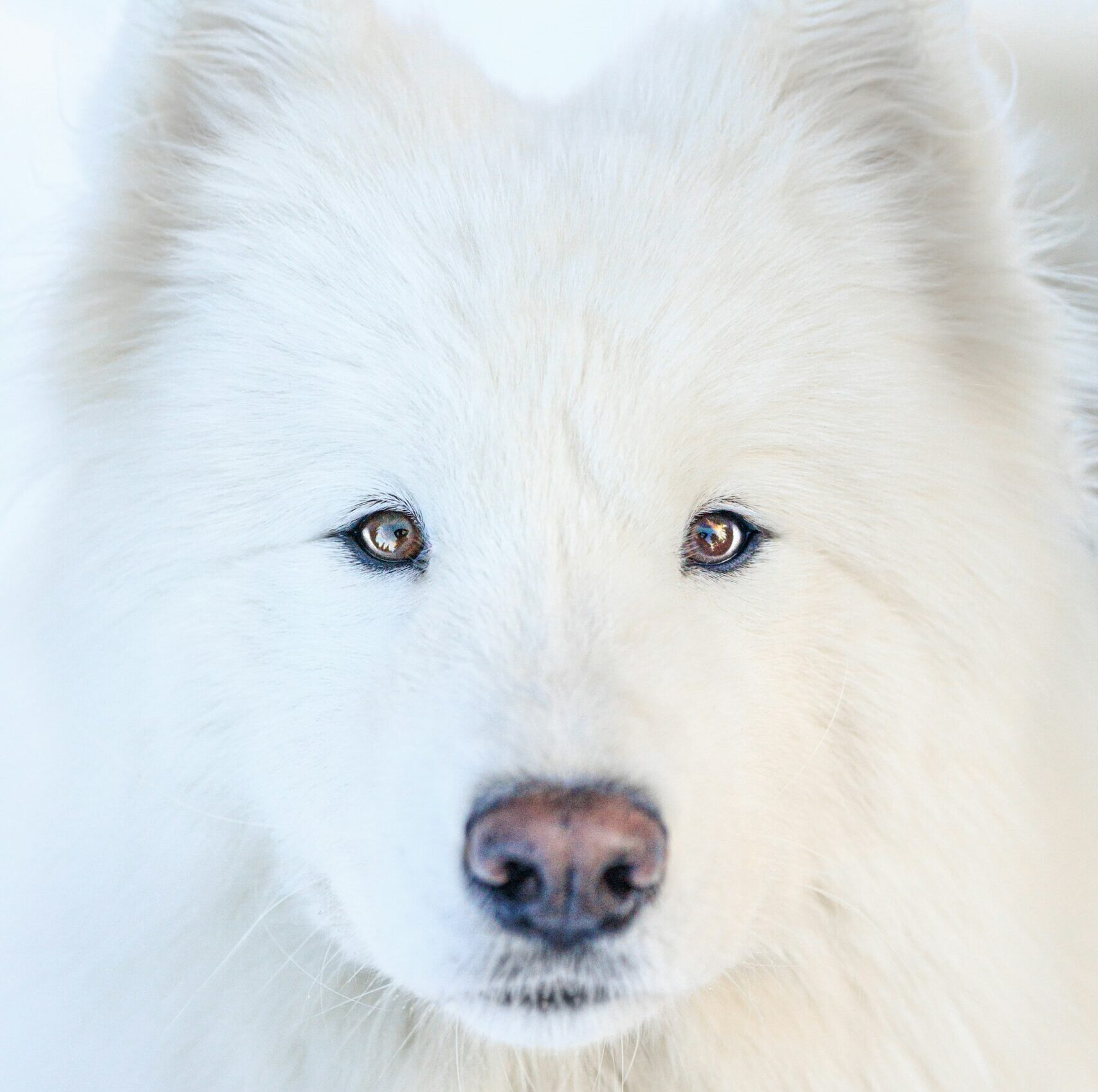 Samoyed Training