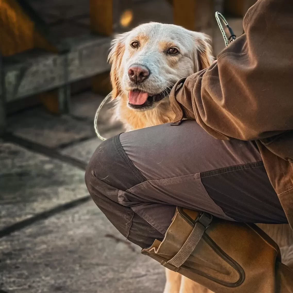 Assistance Dog Training