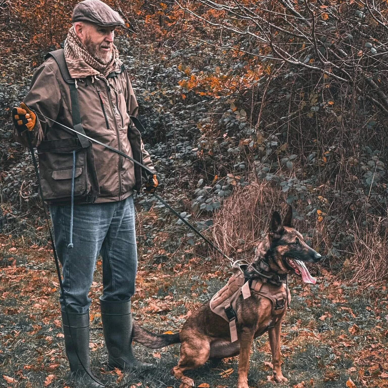 Belgian Malinois Training