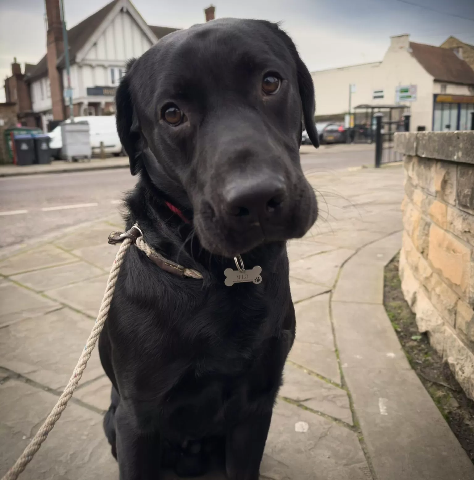 Milo - Black Labrador