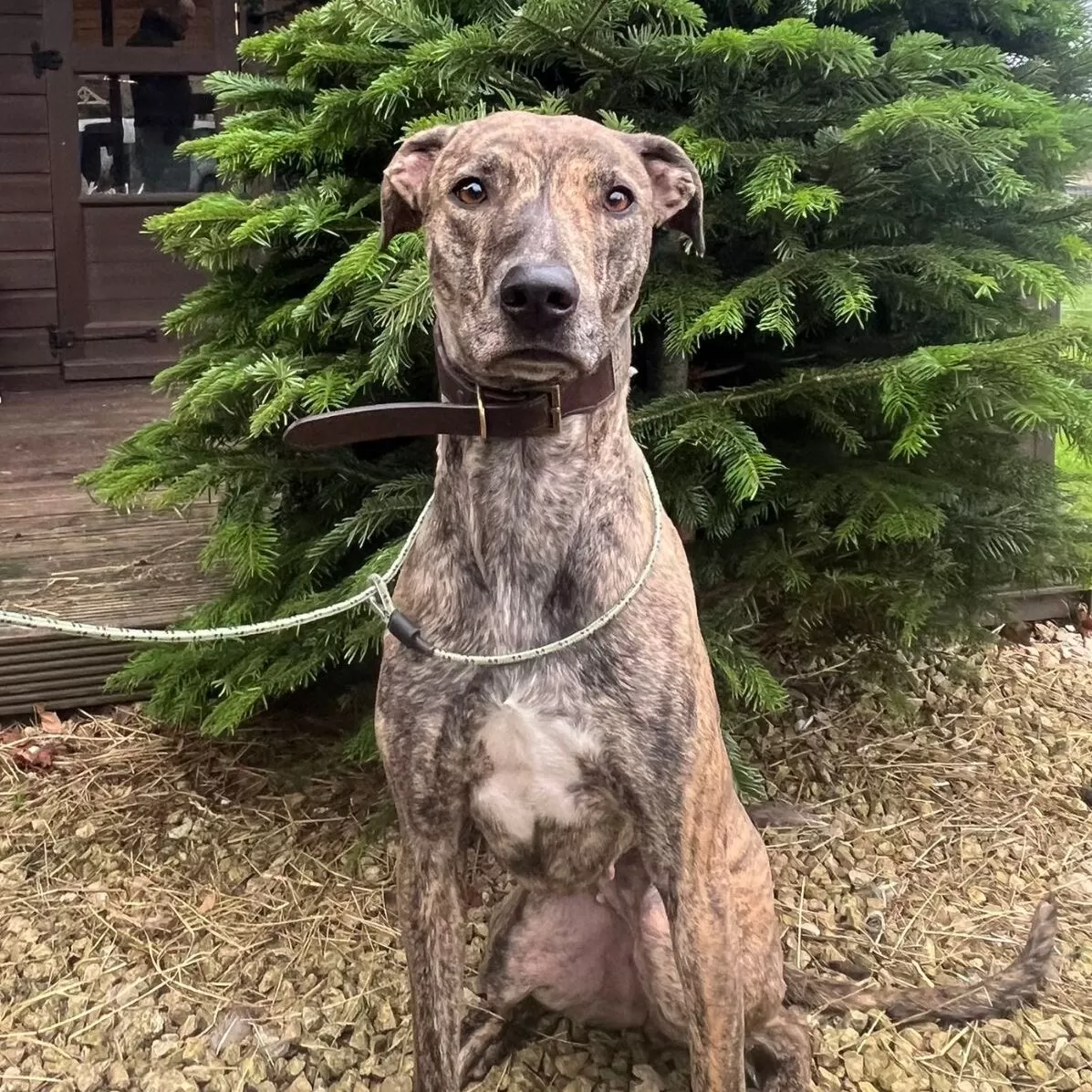 Sadie - Bull Lurcher