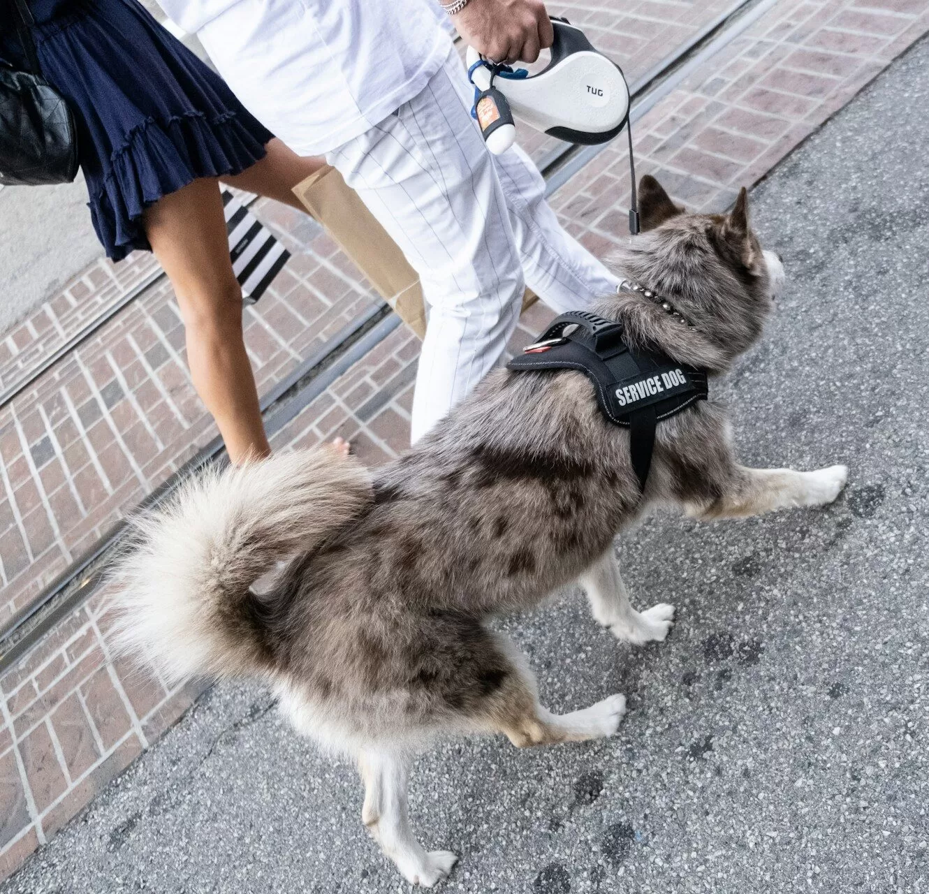 Service Dog Trainers