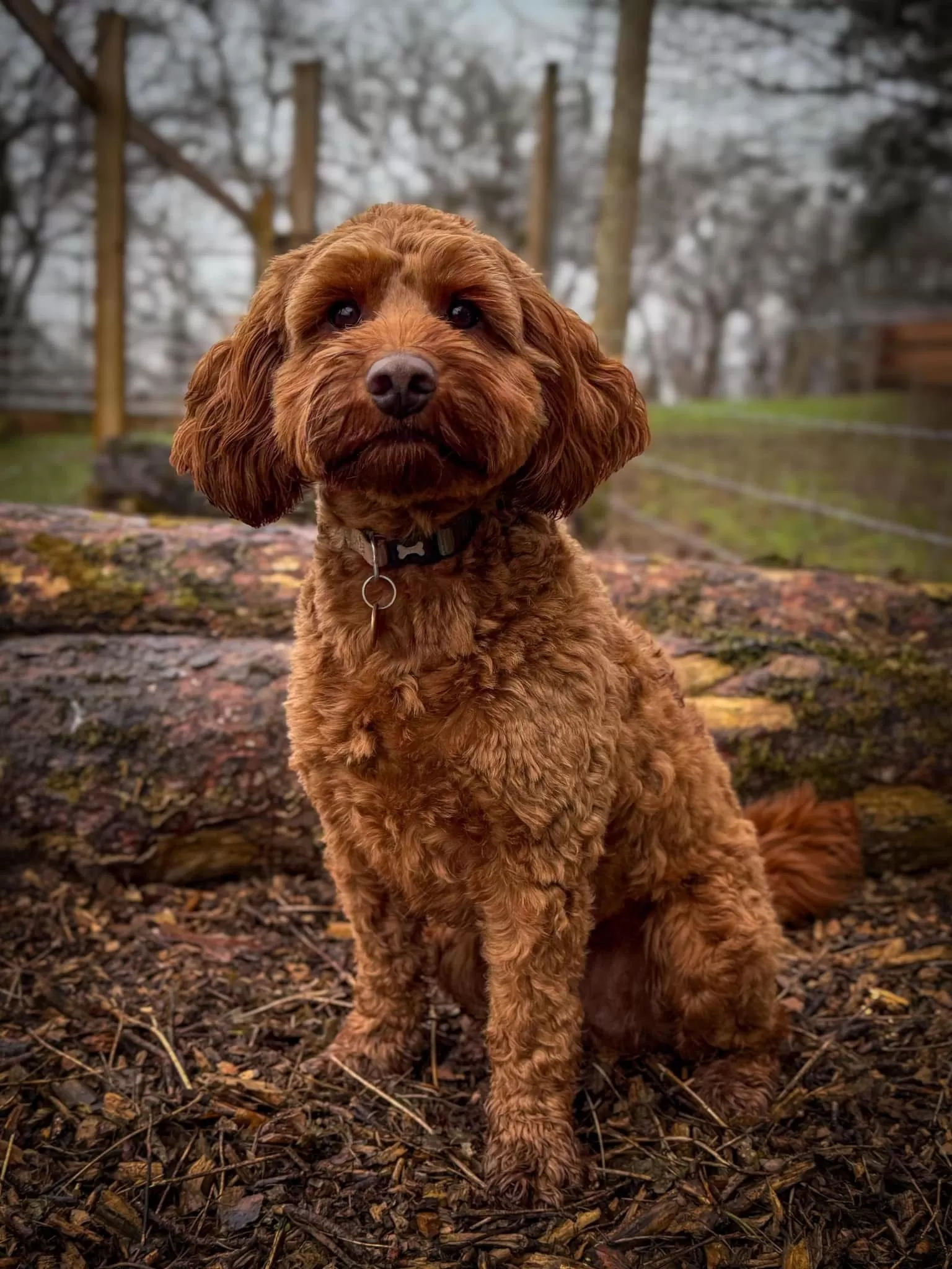 Alfie