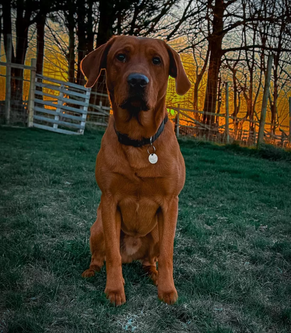 Hector