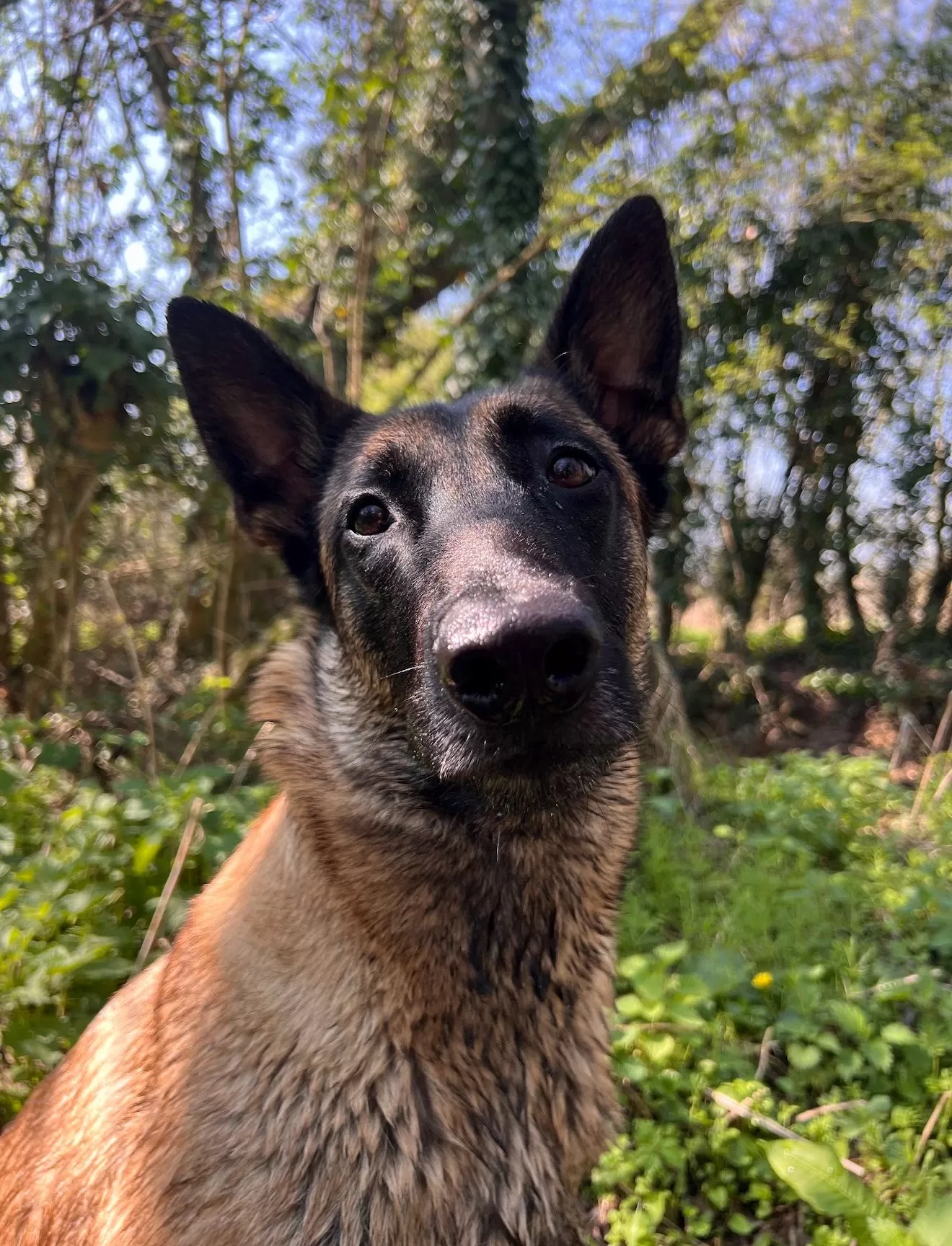 Laika