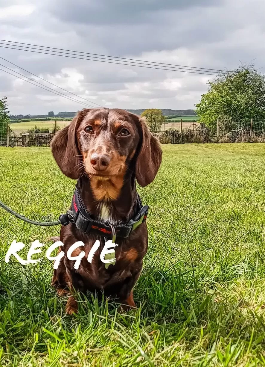 Reggie