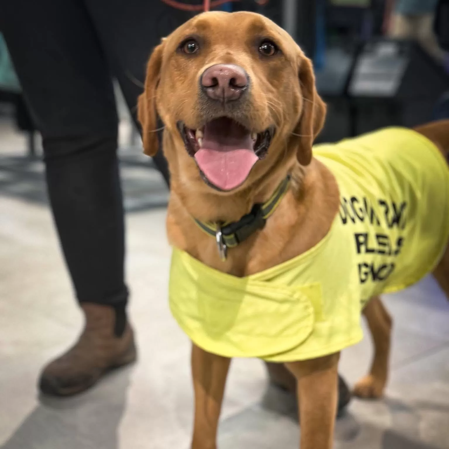 Dog & Owner Training