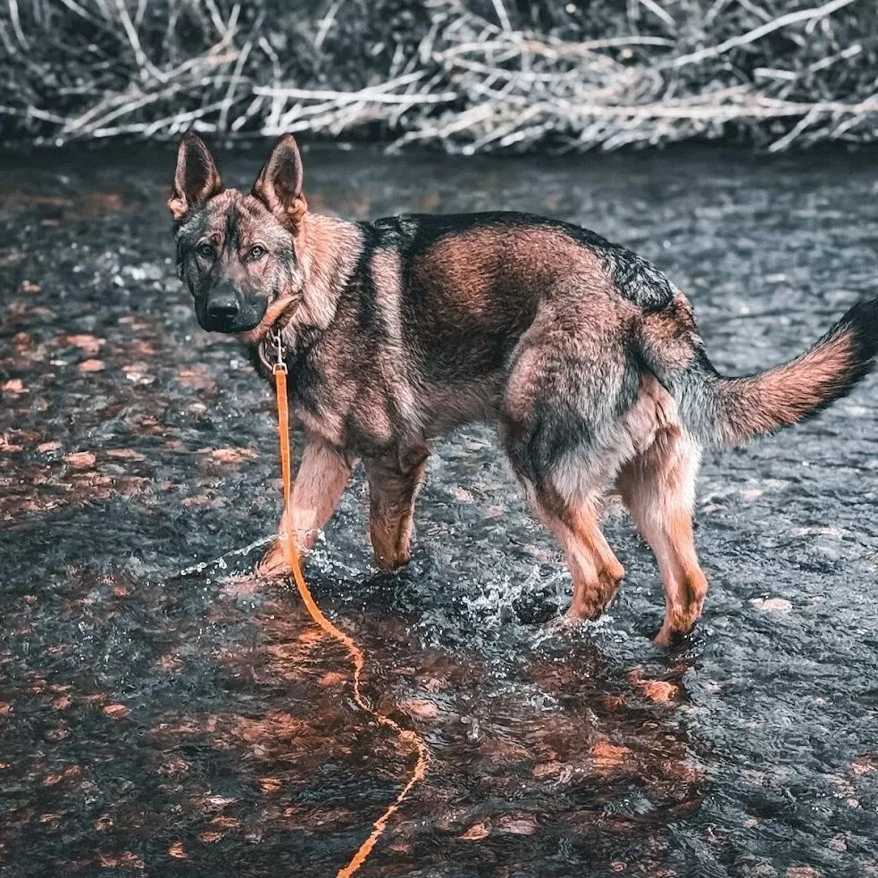 Residential Dog Training Bristol
