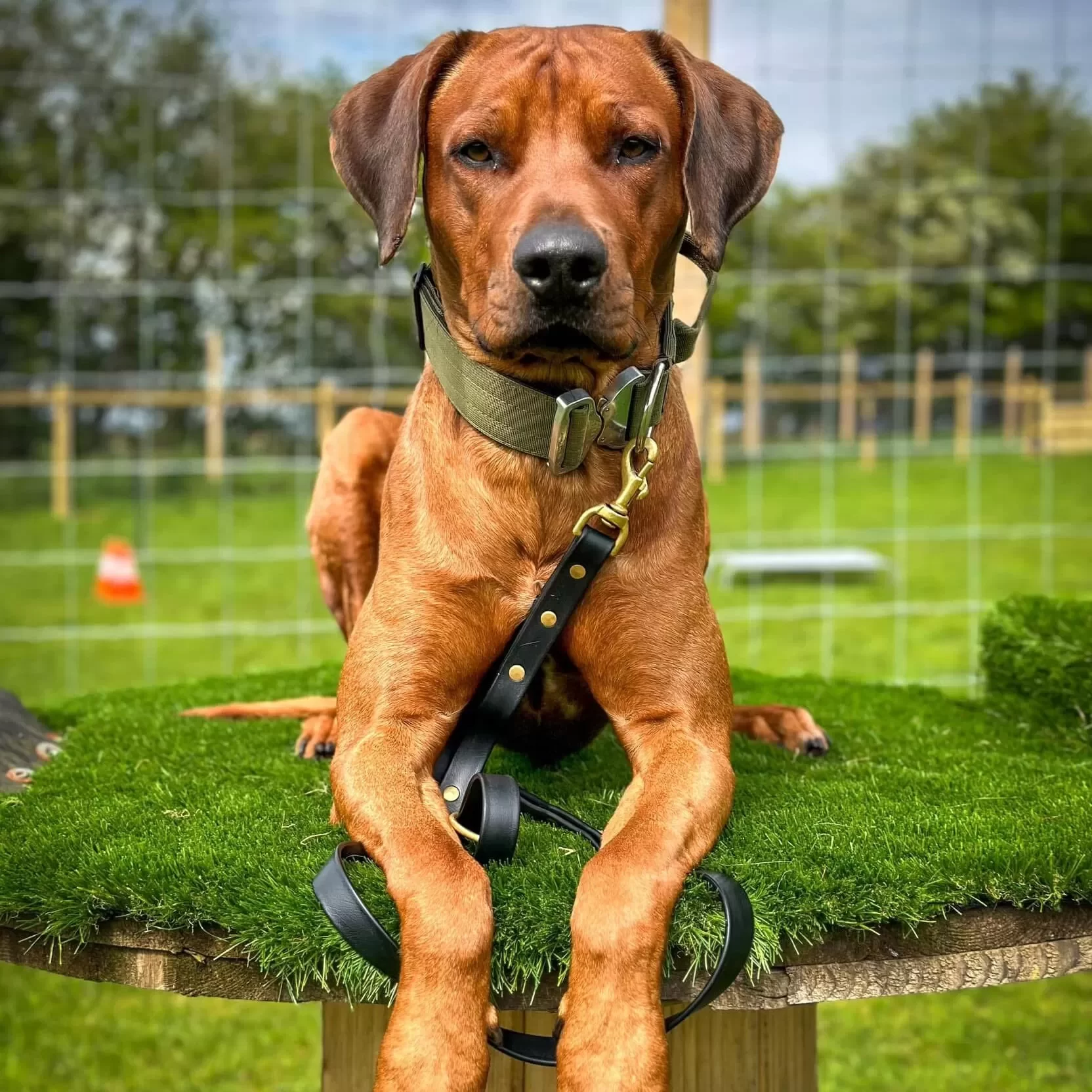 Board and Train Dog Training