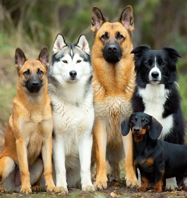 challenging dogs to train