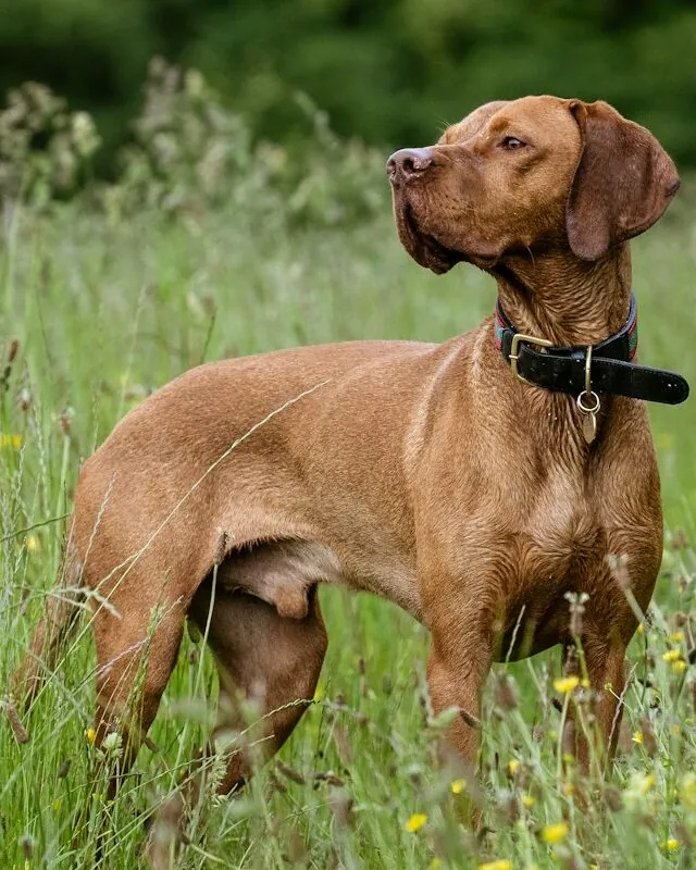 Vizsla