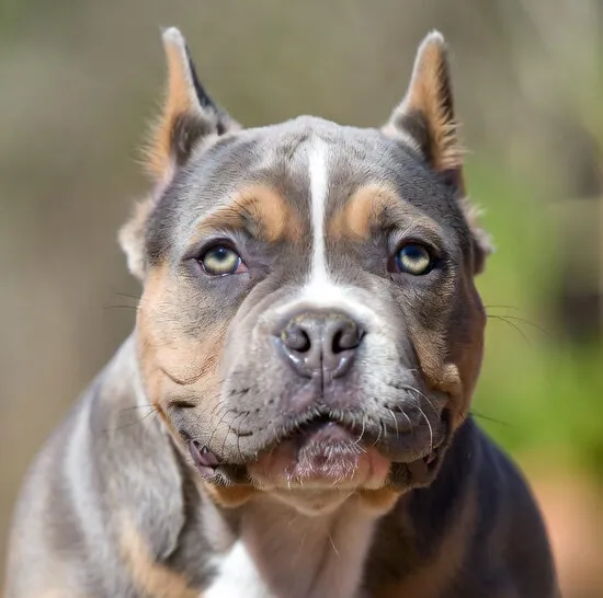 Pocket Bully Training