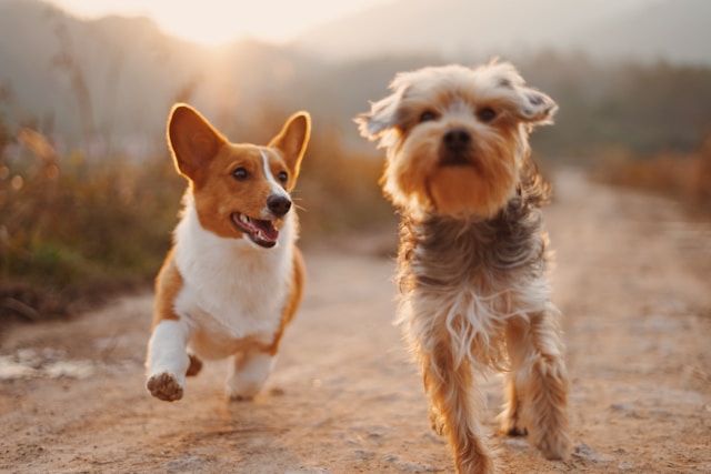 Overstimulated Dogs