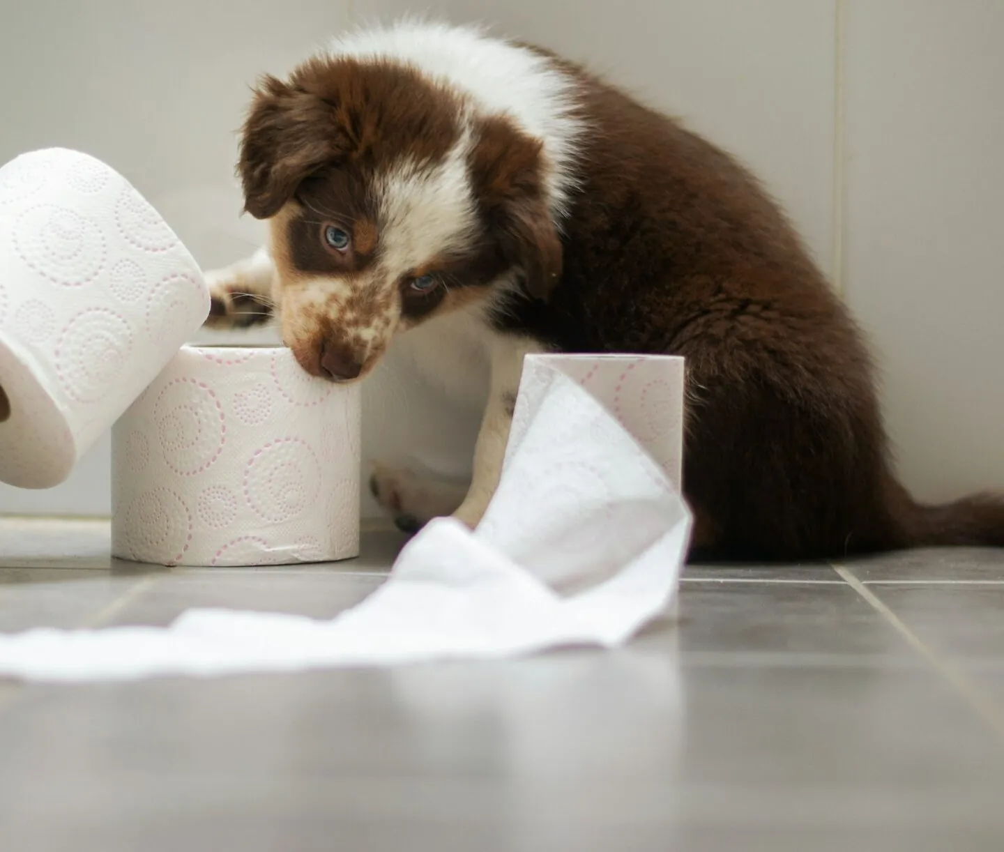 Puppy Toilet Training – How to House Train a Puppy or New Dog